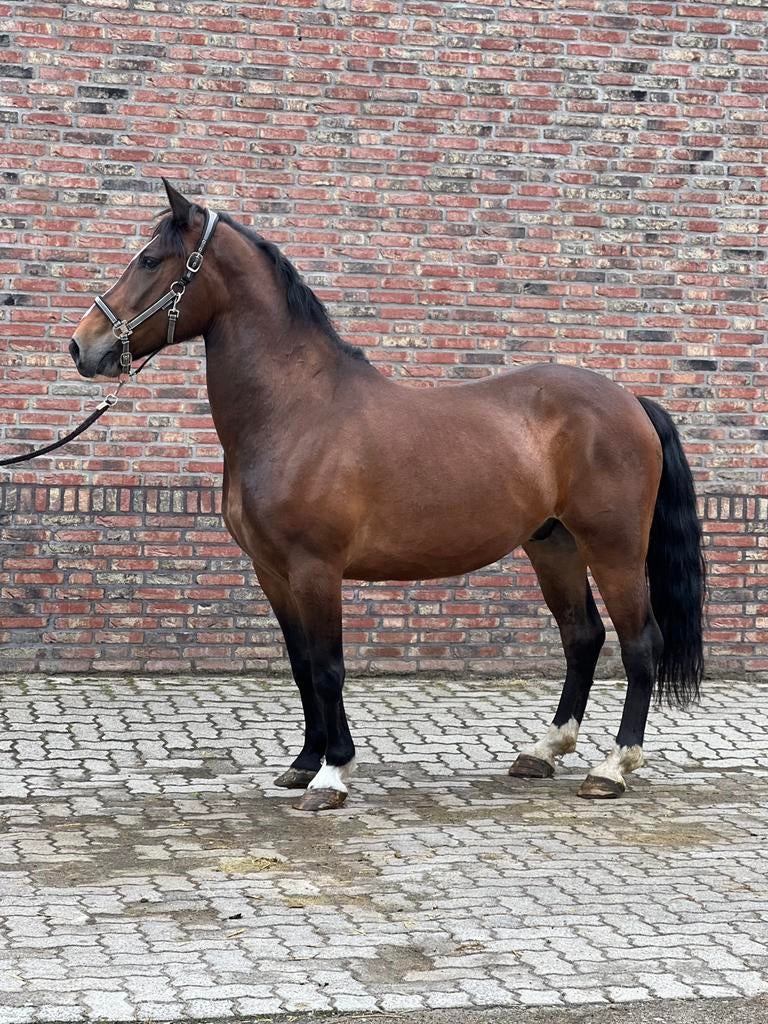 Stoere E pony, Dieren en Toebehoren, Paarden, Gechipt, Minder dan 160 cm, Ruin, 7 tot 10 jaar