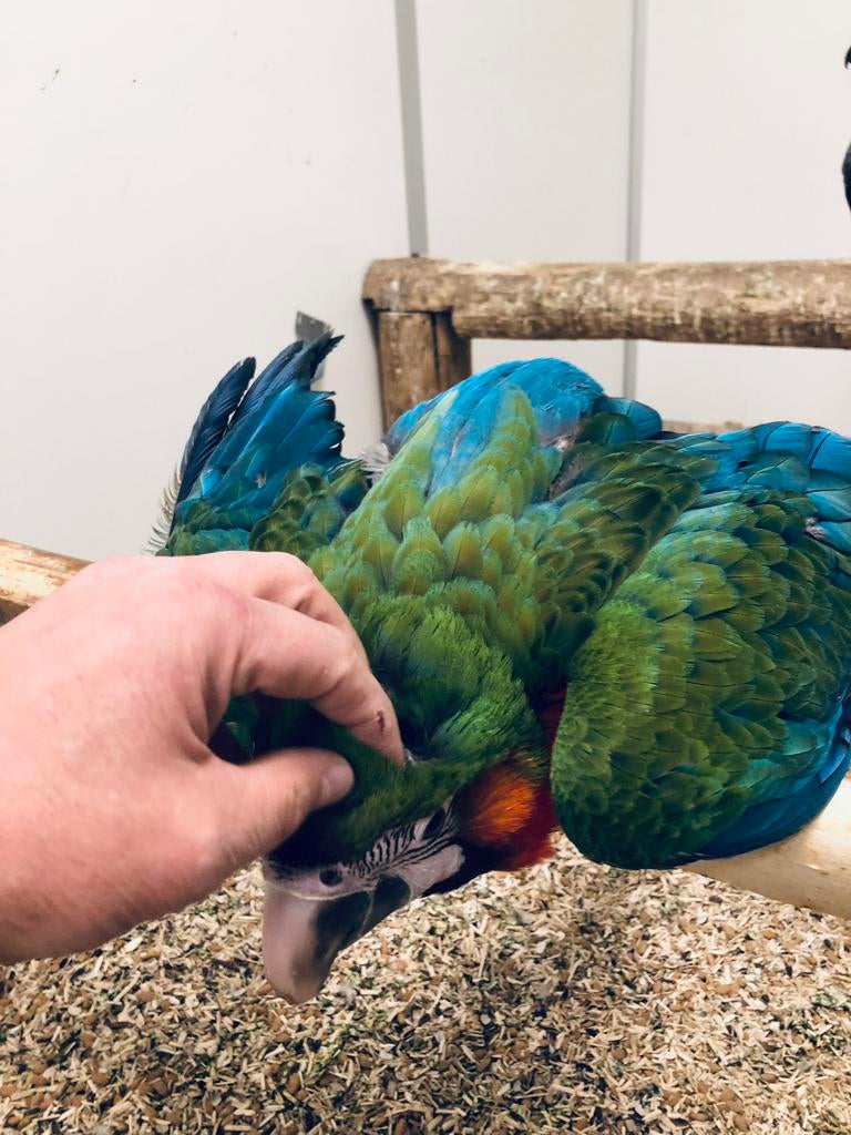 Lorre & Co - 2 Super tamme catalina Ara’s, Dieren en Toebehoren, Vogels | Parkieten en Papegaaien, Papegaai, Vrouwelijk