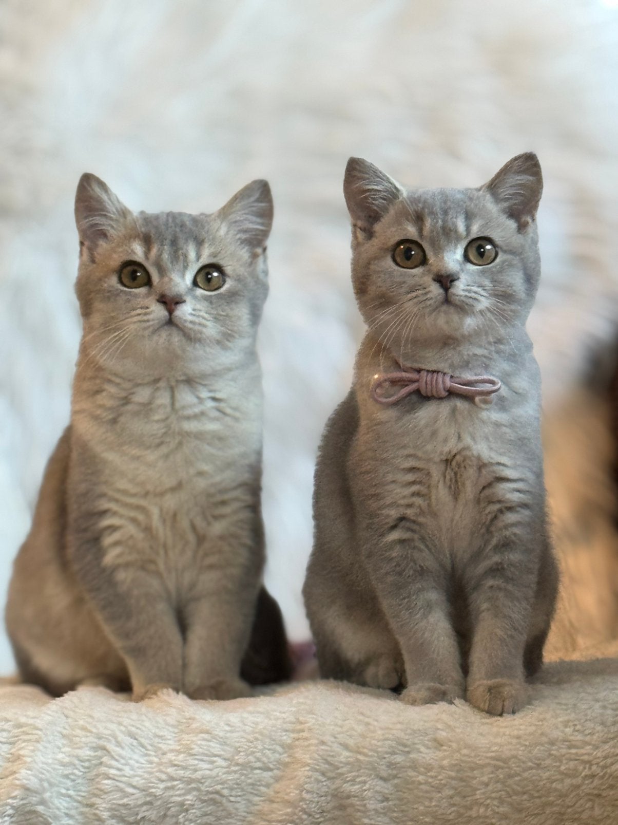 Brits/Britse korthaar kittens, Meerdere dieren, Ontwormd, 0 tot 2 jaar