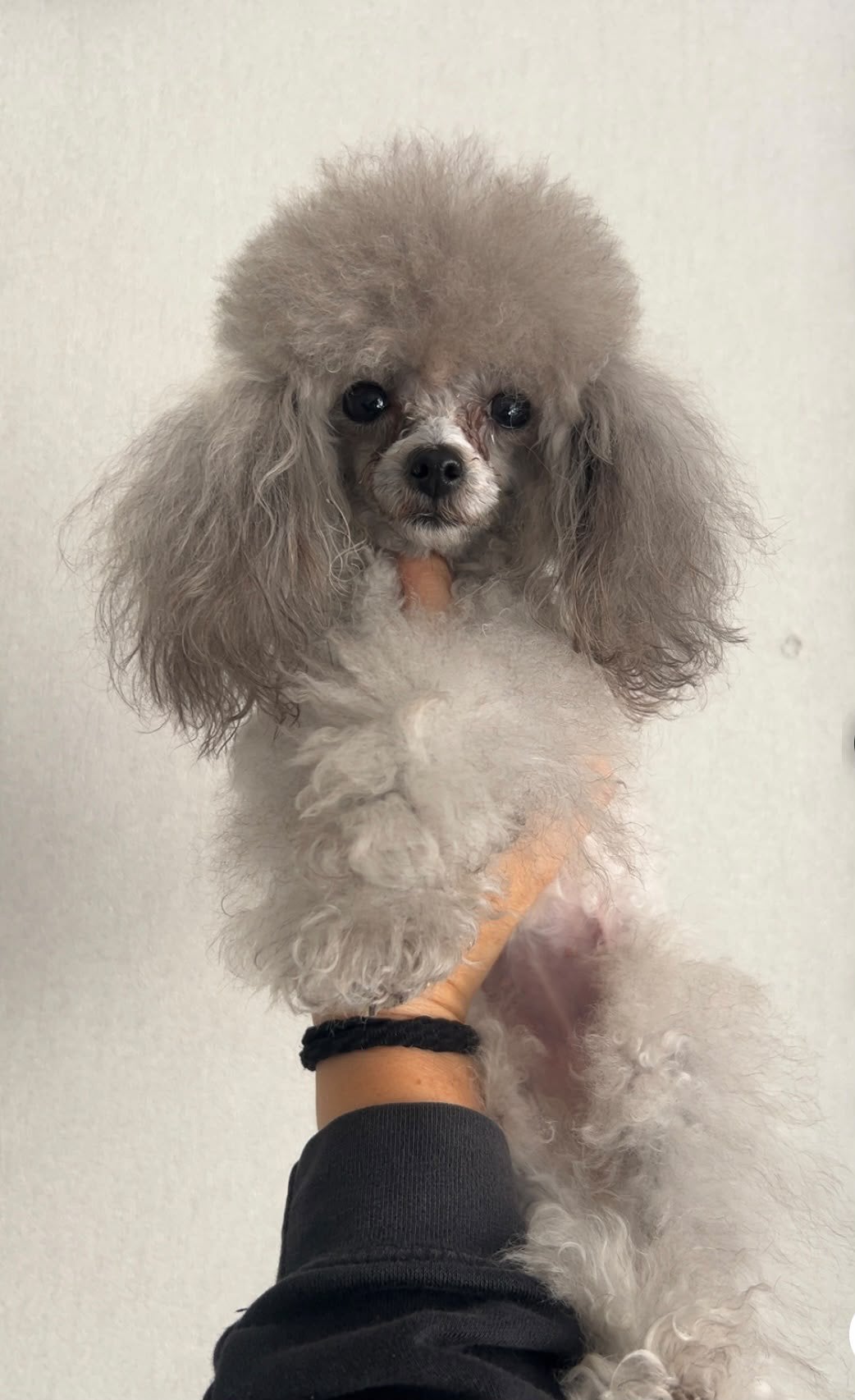 Tea cup toy poodle teef, Poedel, Particulier, 1 tot 2 jaar, Buitenland
