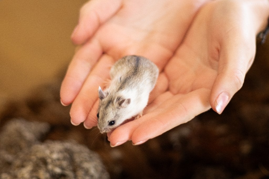 Chinese dwerghamster | Jonge hamsters | Goed tam te maken, Dieren en Toebehoren, Knaagdieren, Hamster, Juni, Vrouwelijk, Tam