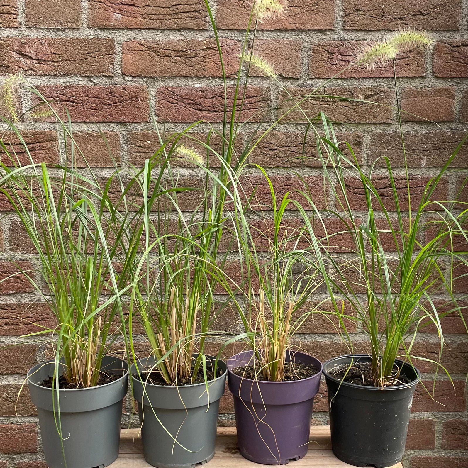 Pennisetum, Lampenpoetsersgras, Volle zon, Vaste plant, Zomer, Ophalen