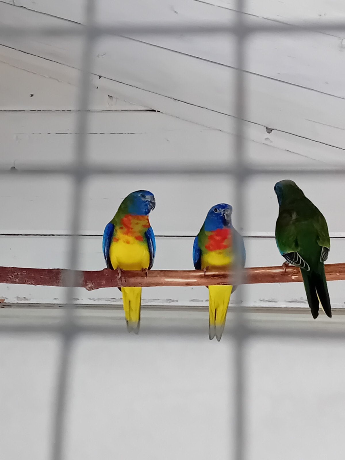 splendids mannetjes, Dieren en Toebehoren, Mannelijk, Parkiet, Geringd