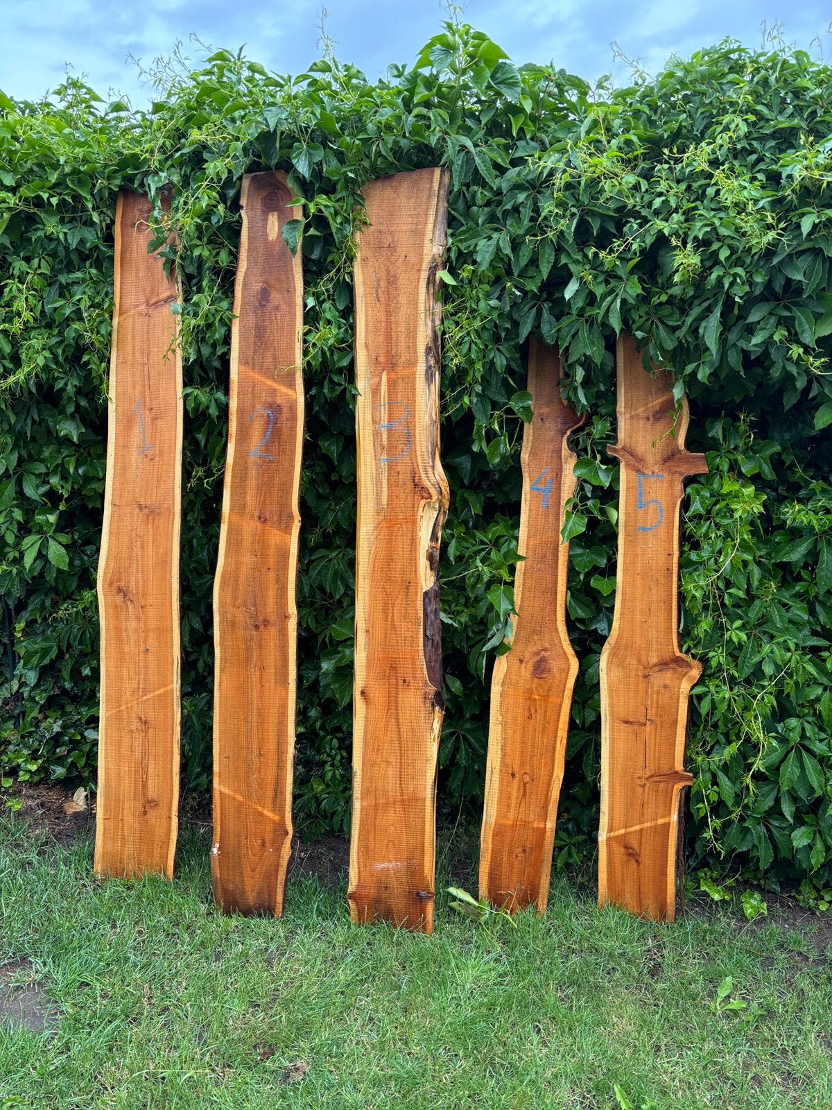 Taxus hout slabben, Doe-het-zelf en Verbouw, Hout en Planken, Ophalen, 25 tot 50 mm, Overige typen, Nieuw