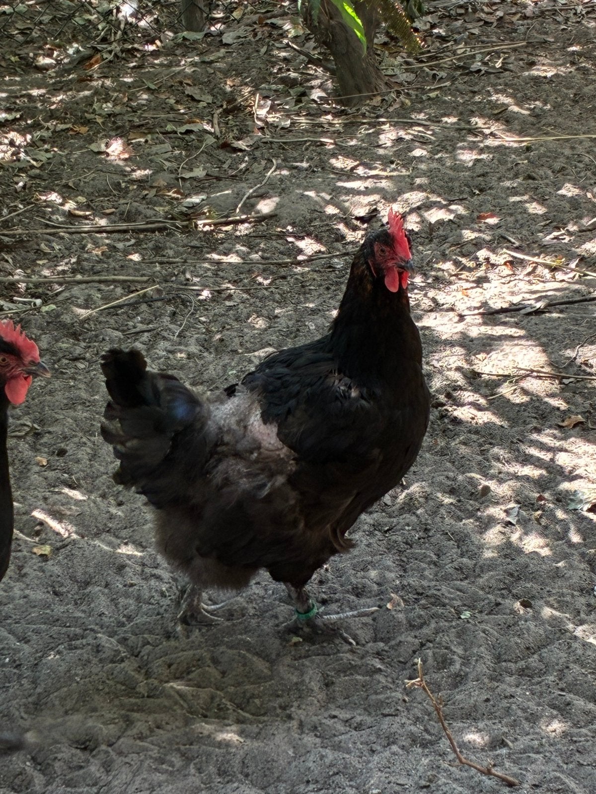 Enkele mooie Marans hennen te koop, 9 mnd en aan de leg, Dieren en Toebehoren, Pluimvee, Vrouwelijk, Kip