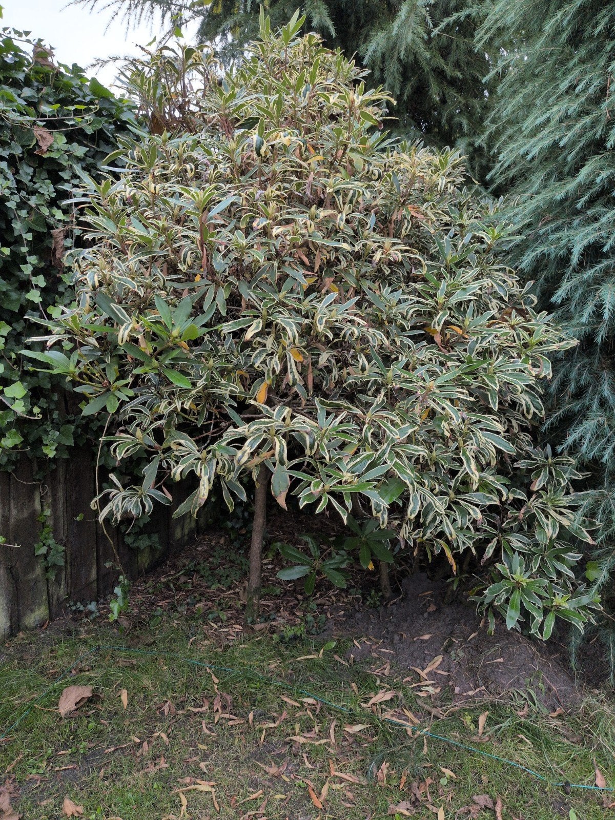 Rhododendron met bont blad - Vaste plant, Tuin en Terras, Volle zon, Vaste plant, Lente, Ophalen