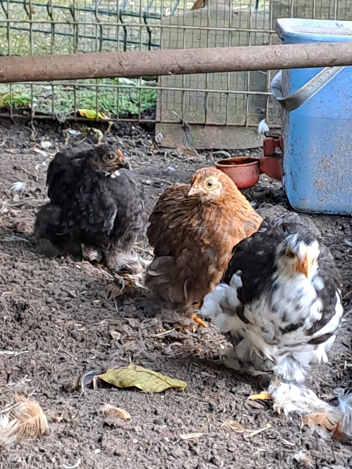 cochin kuikentjes, Dieren en Toebehoren, Pluimvee, Vrouwelijk, Kip