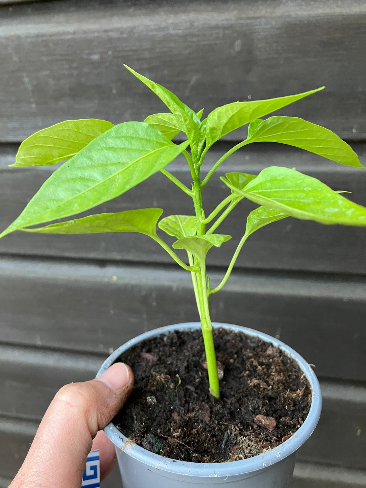 Laatste peper en paprika plantjes BIOLOGISCH, Tuin en Terras, Planten | Tuinplanten, Ophalen, Eenjarig, Groenteplanten, Volle zon