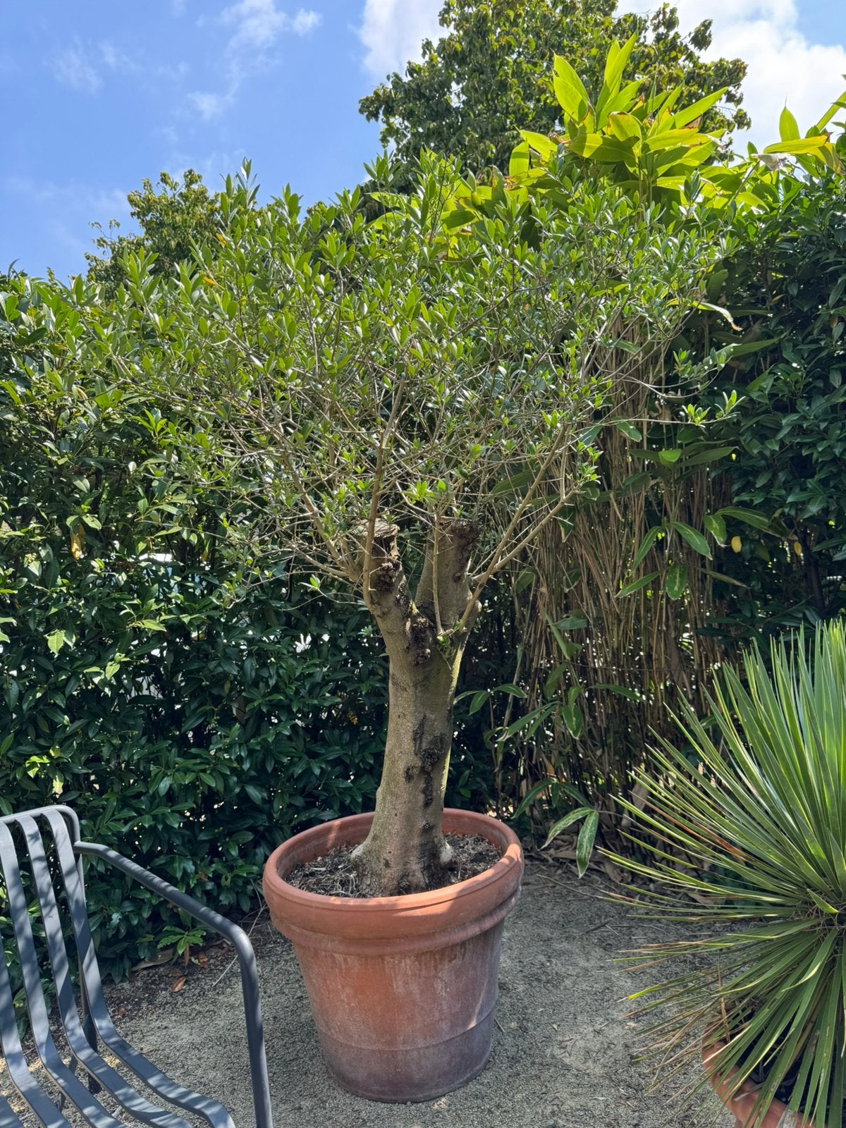 Olijfboom in terracotta pot., Bloeit niet, 100 tot 250 cm, Olijfboom, Ophalen