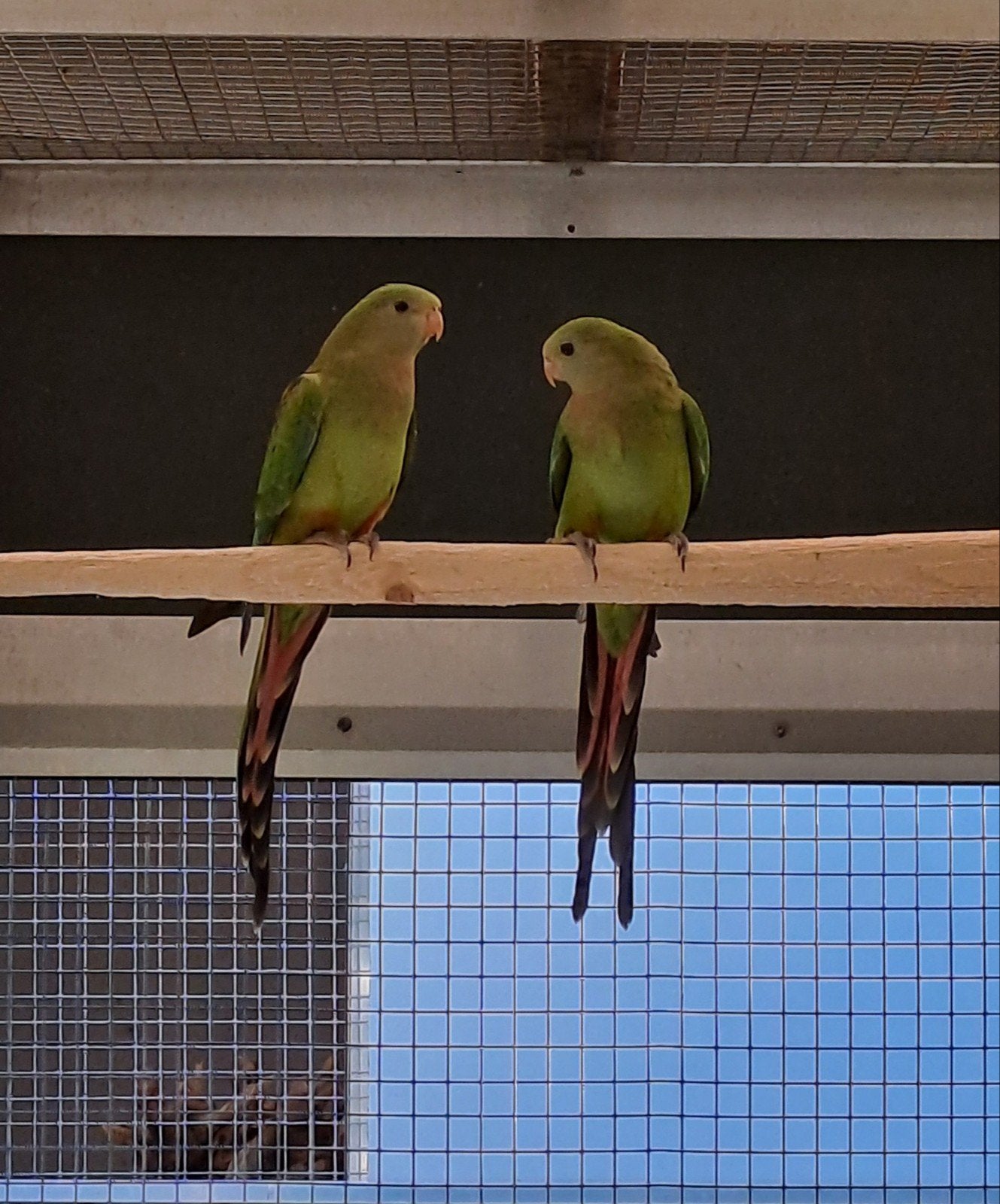 Barraband parkieten, Meerdere dieren, Parkiet, Geringd