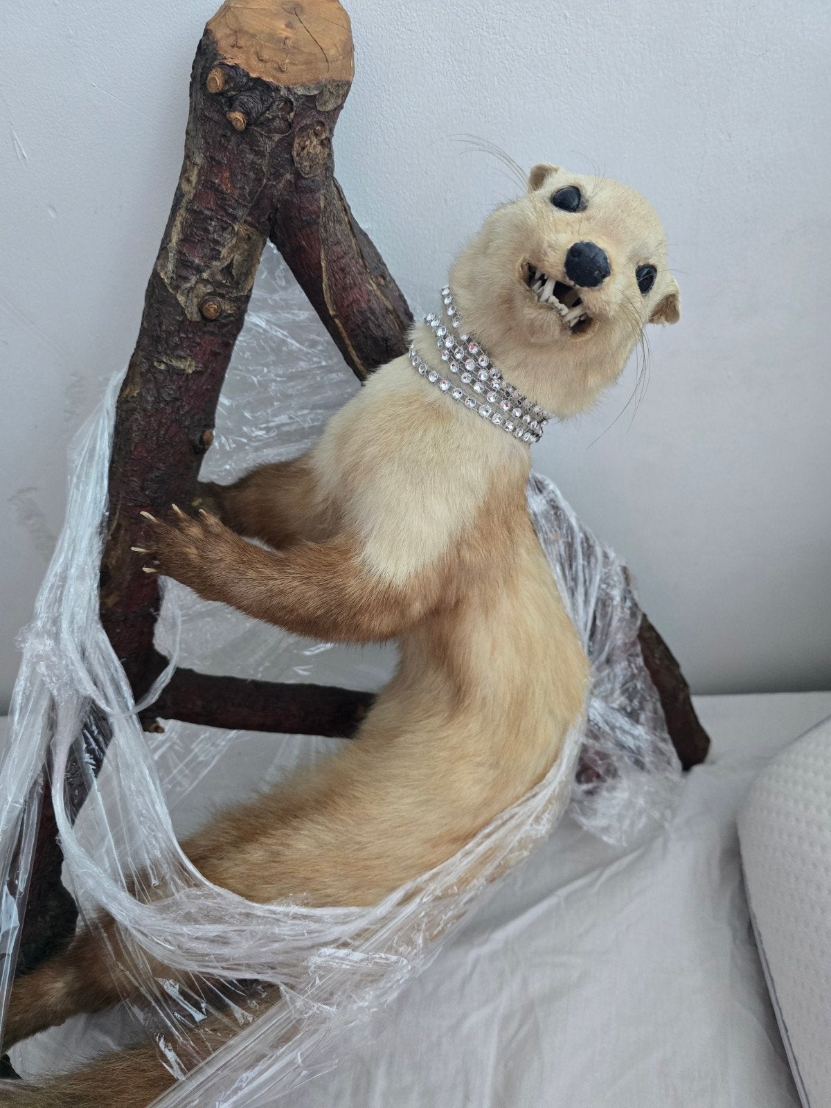 Opgezette wezel met bling-bling ketting, Verzamelen, Dierenverzamelingen, Ophalen of Verzenden