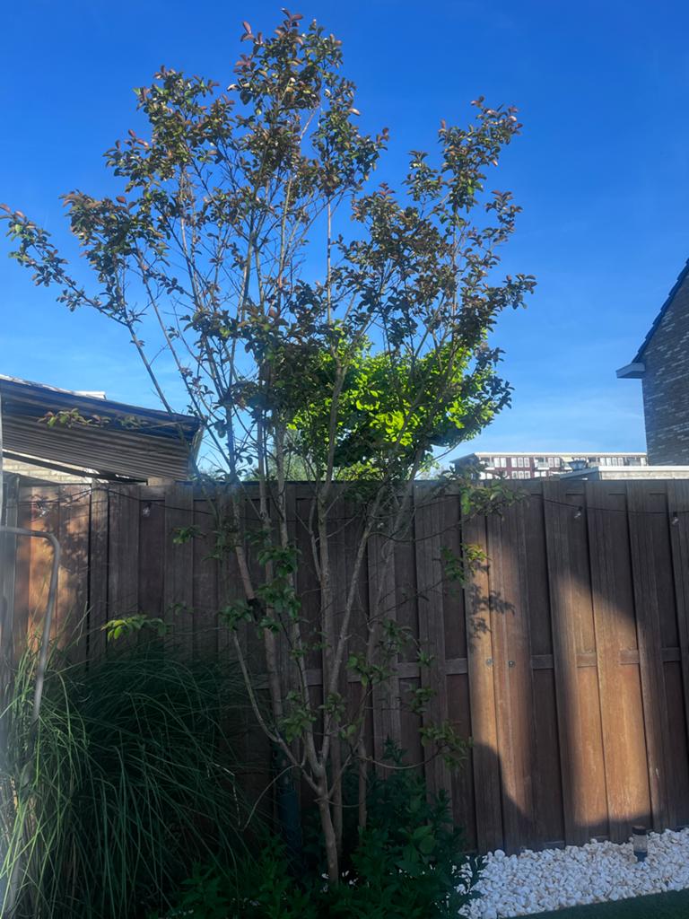 Indische Sering voor tuin of terras, Overige soorten, 250 tot 400 cm, Zomer, Ophalen