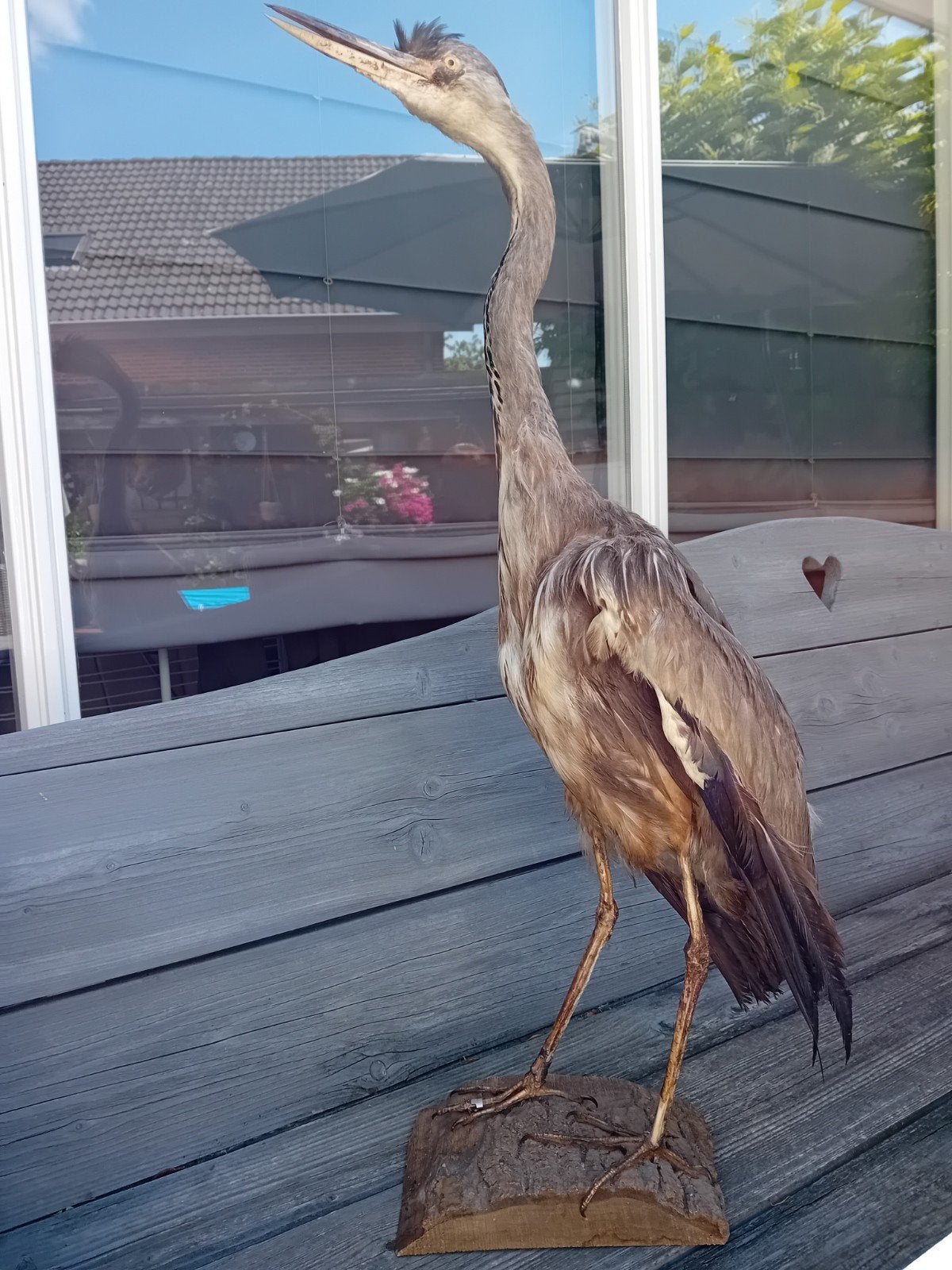Opgezette reiger taxidermie, Verzamelen, Ophalen