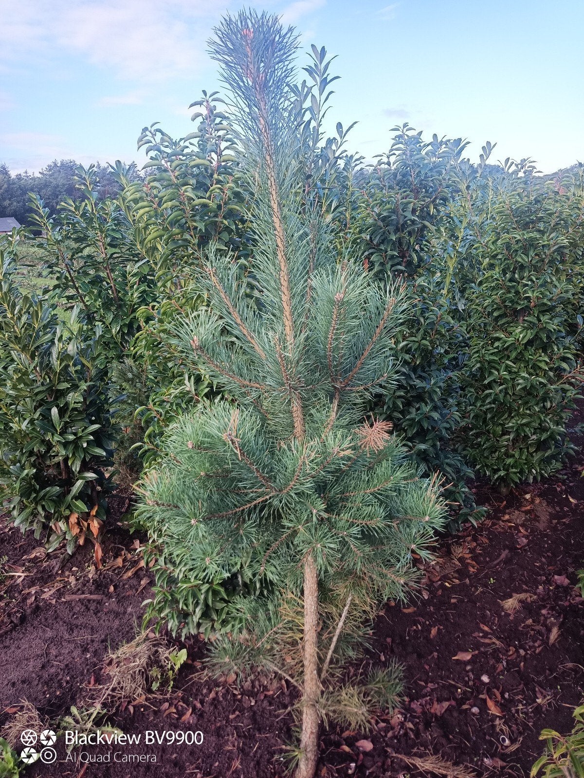 Pinus sylvestris grove den 125-150cm en 150-175cm bomen, Tuin en Terras, Bloeit niet, Halfschaduw, 100 tot 250 cm, Overige soorten