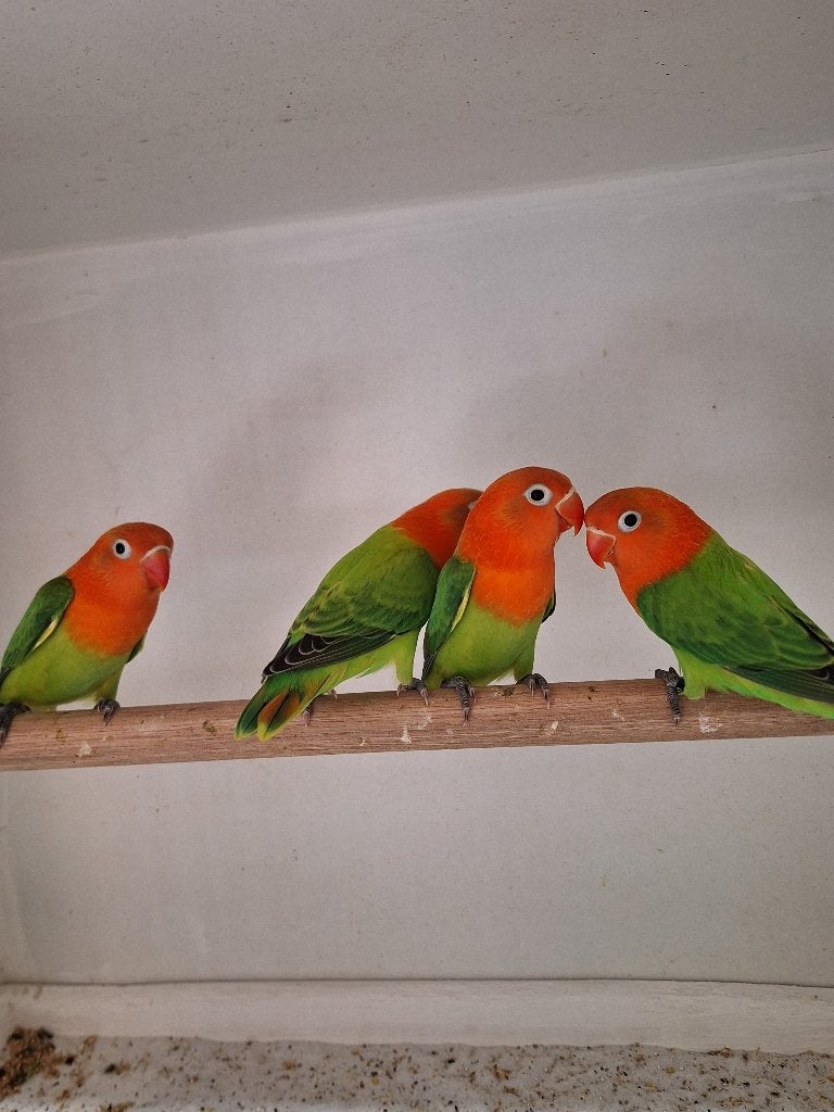 Agapornis Fischeri's, Geslacht onbekend, Dwergpapegaai of Agapornis, Geringd