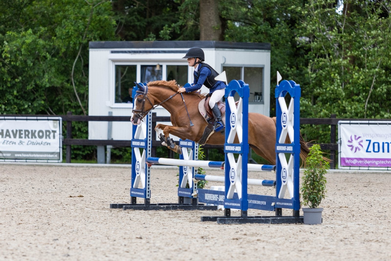 17 jarige schoolmaster, Merrie, Met stamboom, M, Springpony