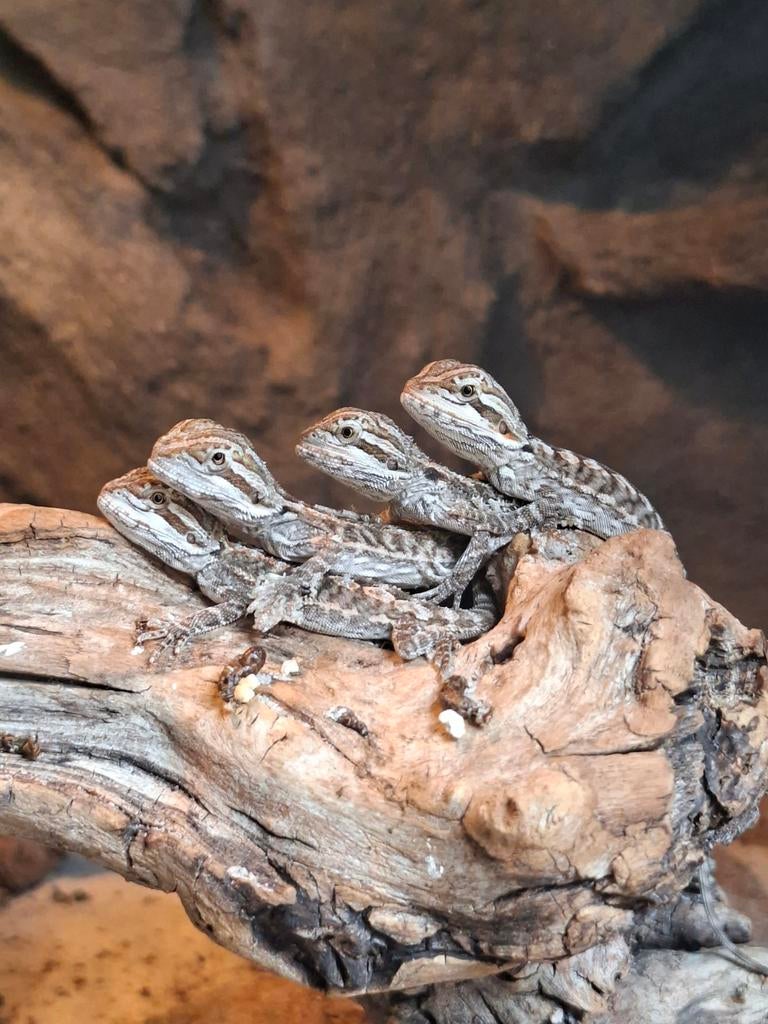 Verschillende soorten jonge baardagamen te koop!!, Dieren en Toebehoren, Hagedis, Tam, 0 tot 2 jaar