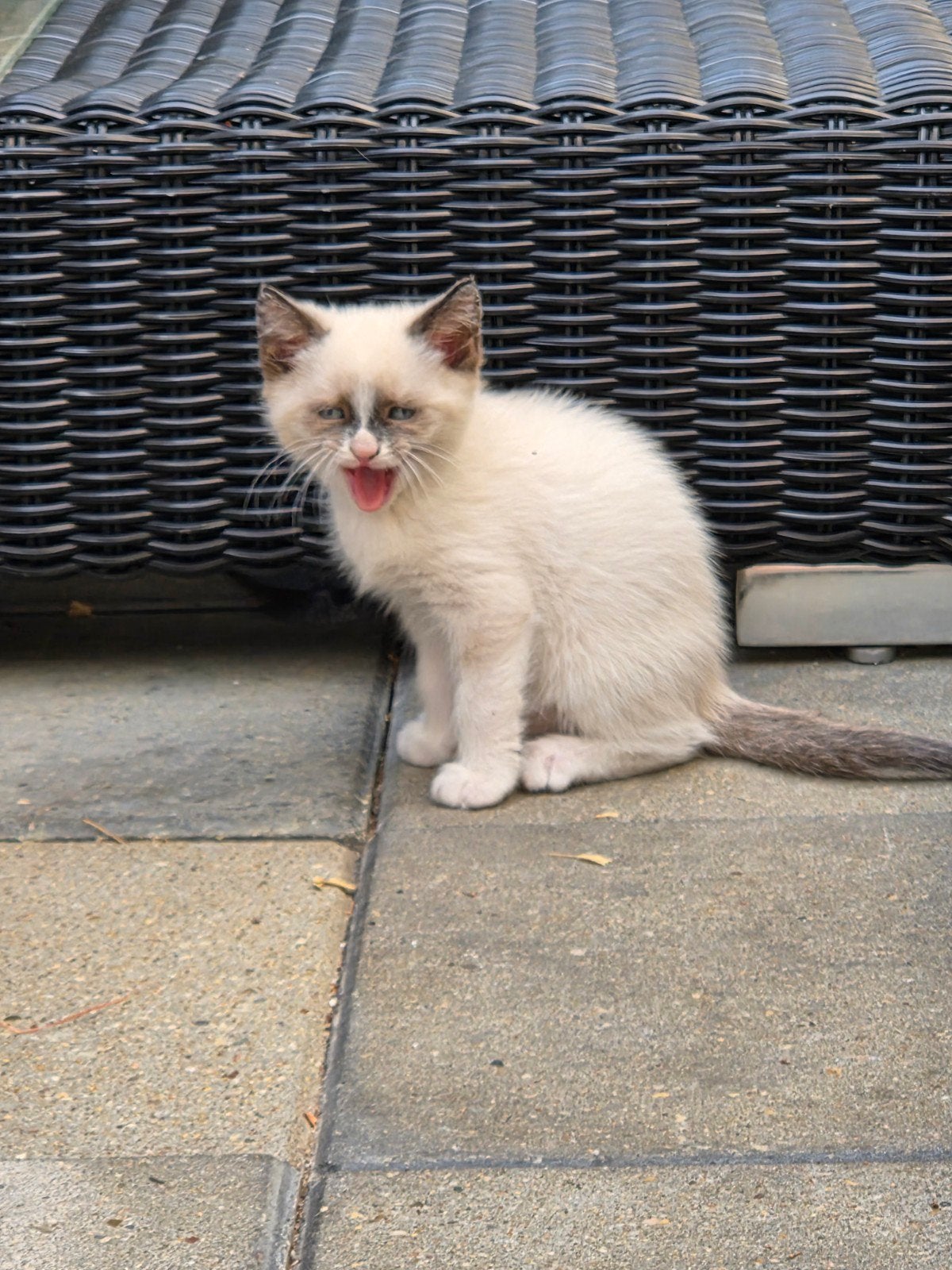 ♡ laatste  3 ragdoll maine coon x  kittens ♡ mogen bijna ve, Meerdere dieren, Ontwormd, 0 tot 2 jaar
