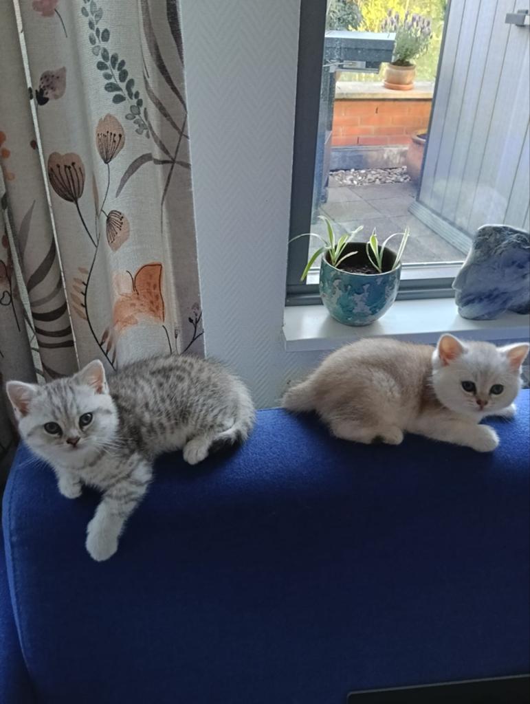 Raszuivere Britse Korthaar Kittens., Meerdere dieren