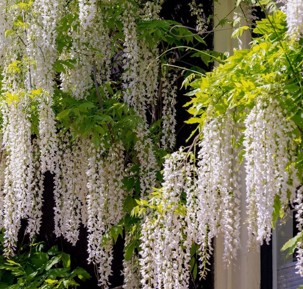 Witte (blauwe) regen - Wisteria sinensis 'Alba' - 160 cm, Ophalen, Volle zon, Vaste plant, Klimplanten