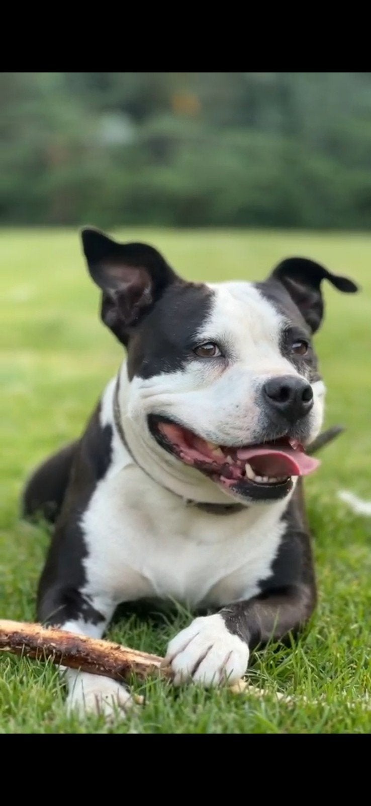 Amerikaanse Stafford zoekt een huisje!, Dieren en Toebehoren, 6 jaar of ouder, Teef, Parvo, Eén hond