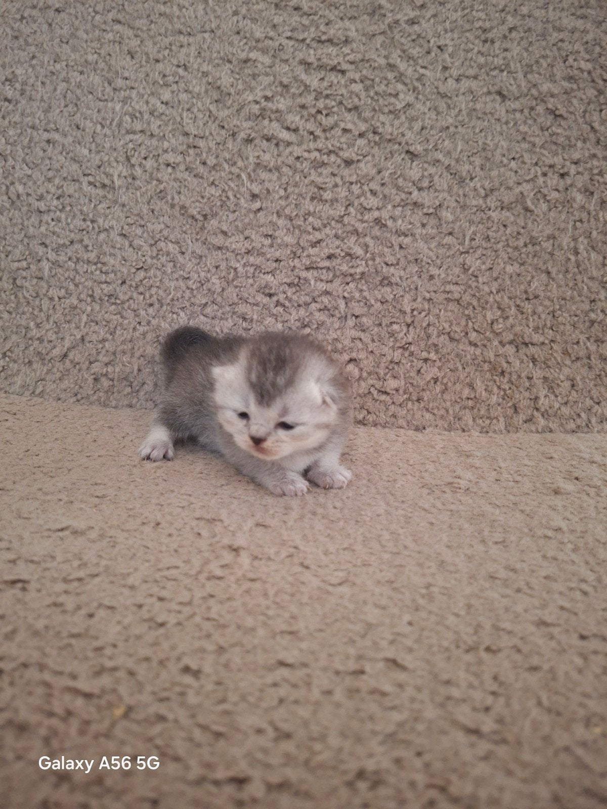 Britse korthaar kittens 🥰, Dieren en Toebehoren, Meerdere dieren