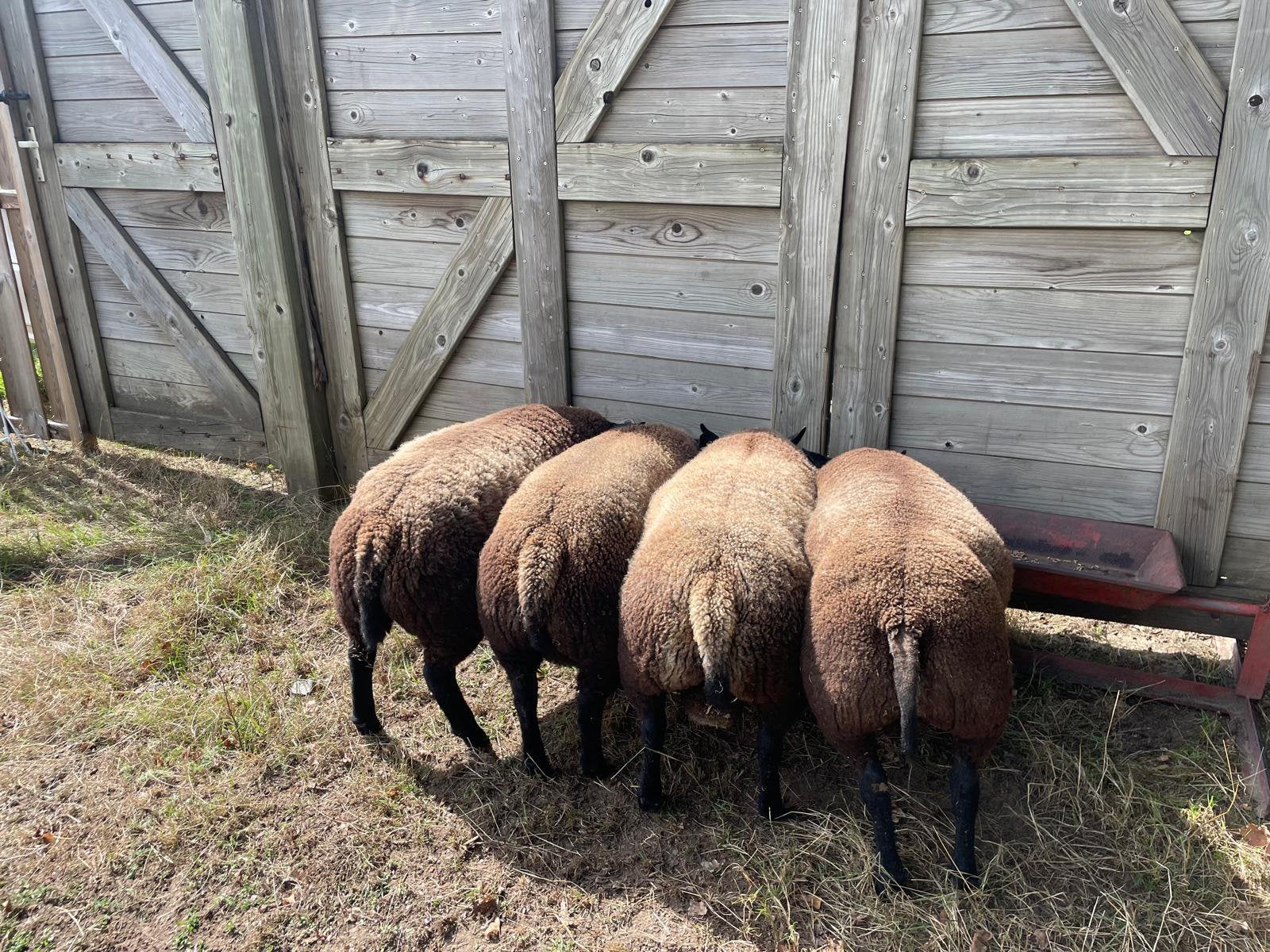 Te koop Blauwe Texelaar Ramlammeren, Dieren en Toebehoren, Schapen, Geiten en Varkens, Mannelijk, Schaap