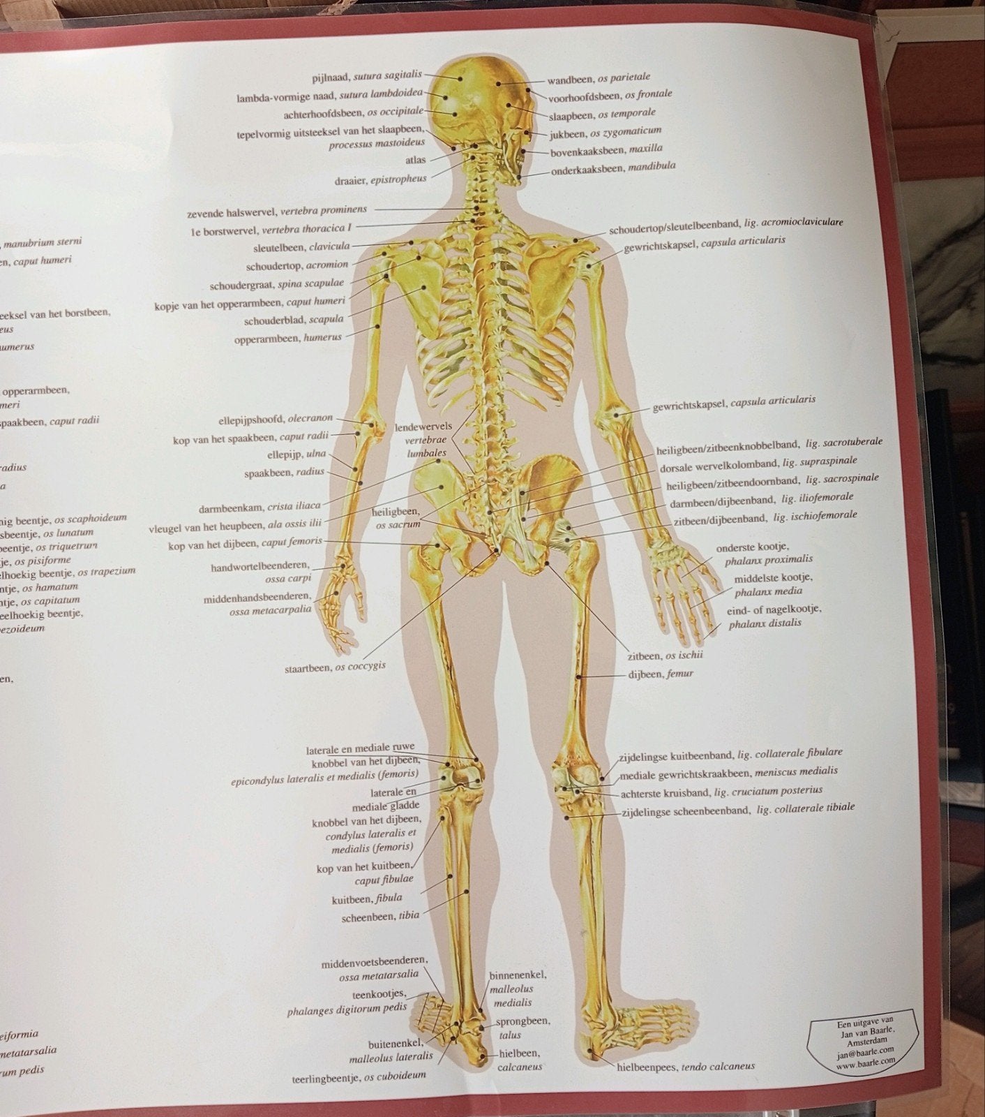 Medisch anatomische poster affiche Skelet, Ophalen of Verzenden, Gebruikt, A1 t/m A3, Film en Tv