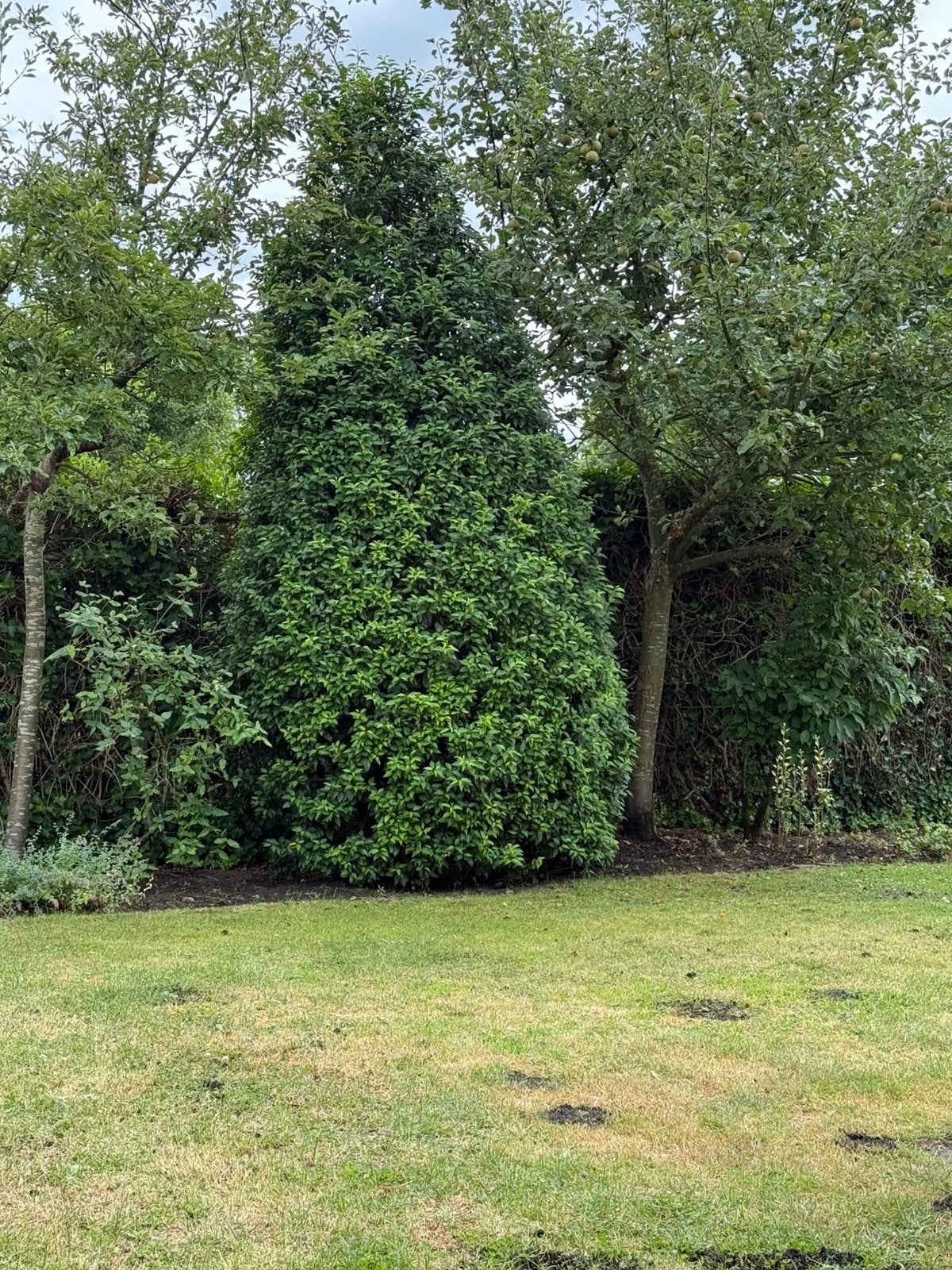 Grote groenblijvende heester laurierkers, Tuin en Terras, Planten | Bomen, Ophalen, Halfschaduw, Overige soorten