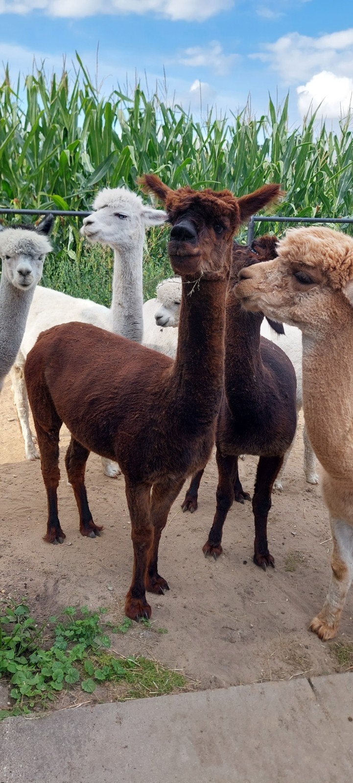 alpaca te koop, April, Vrouwelijk