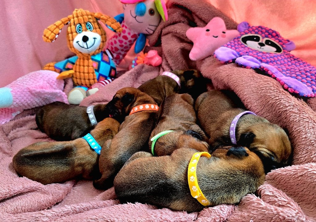 Rhodesian Ridgeback pups geboren! FCI-stamboom, Parvo, Overige rassen, 8 tot 15 weken, Meerdere