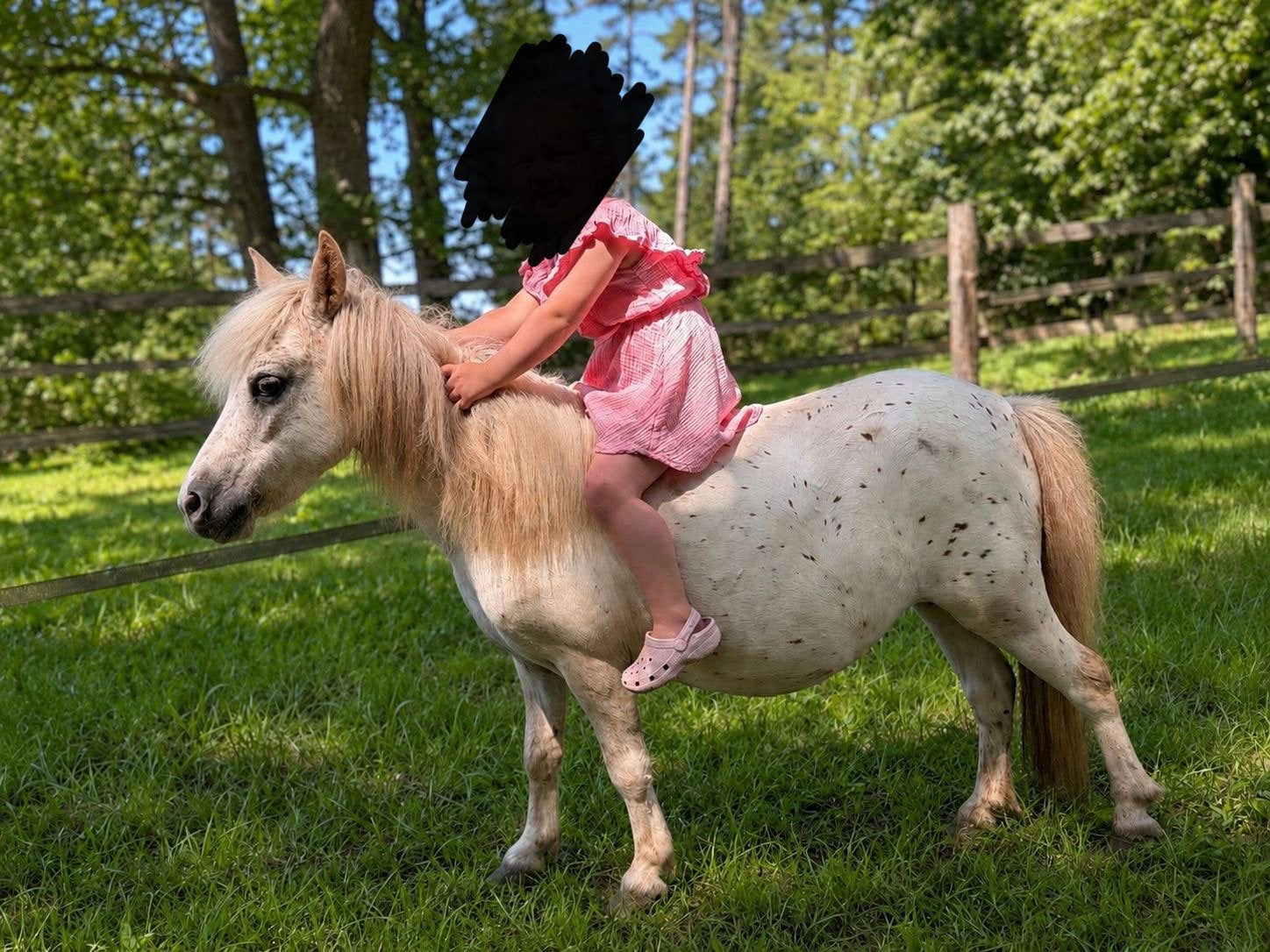 Meerdere knappe & lieve ponys !!, 0 tot 2 jaar, A pony (tot 1.17m), Gechipt, Onbeleerd