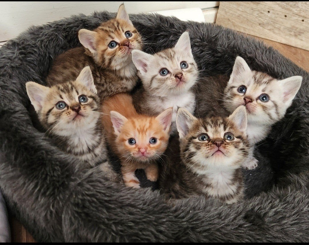 kruising Pers/ Europese korthaar kittens., Meerdere dieren, Ontwormd, 0 tot 2 jaar