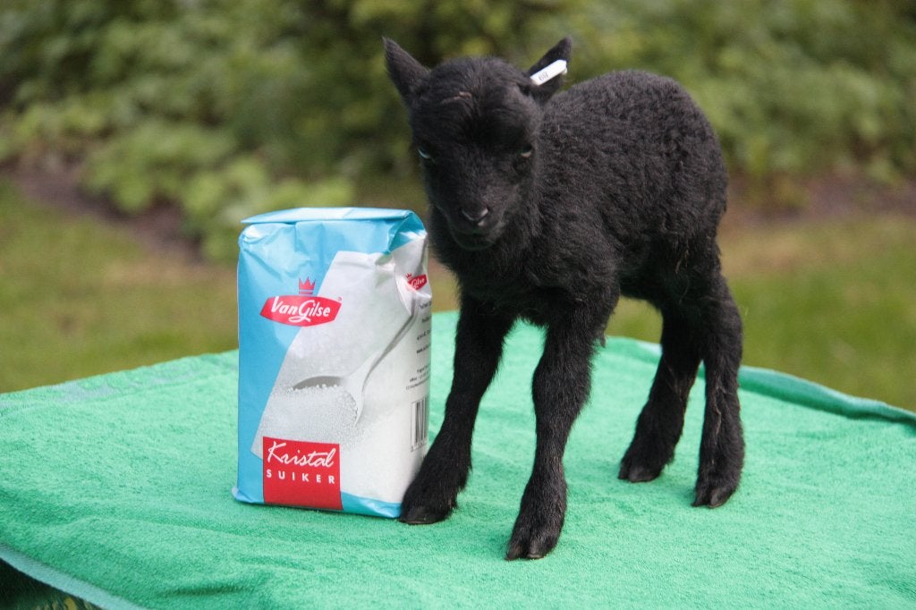 Ouessant schapen - Fraaie stamboekooien in meerdere kleuren, Meerdere dieren, Schaap, 0 tot 2 jaar