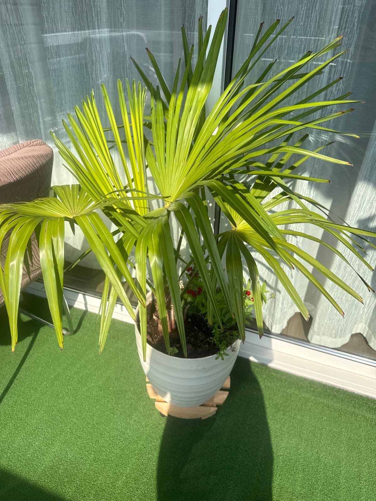 Mooie Trachycarpus Fortunei (Chinese Waaierpalm), Tuin en Terras, Overige soorten, Volle zon, Vaste plant, Ophalen of Verzenden