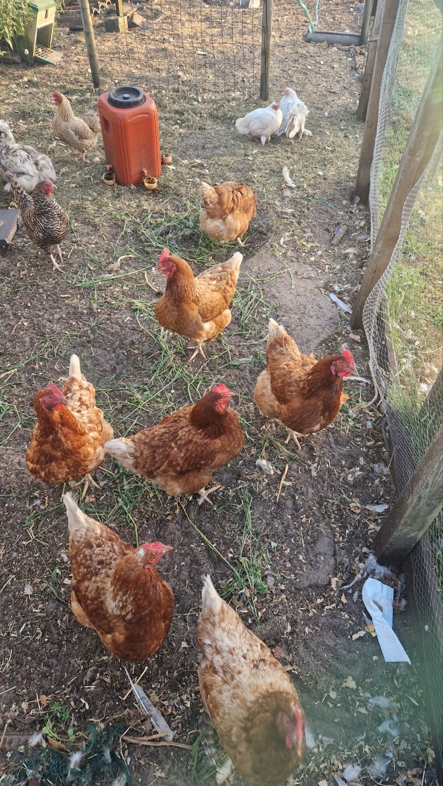 2 bruine legkippen. Hennen. Ongeveer 10 maand oud., Dieren en Toebehoren, Pluimvee, Vrouwelijk, Kip