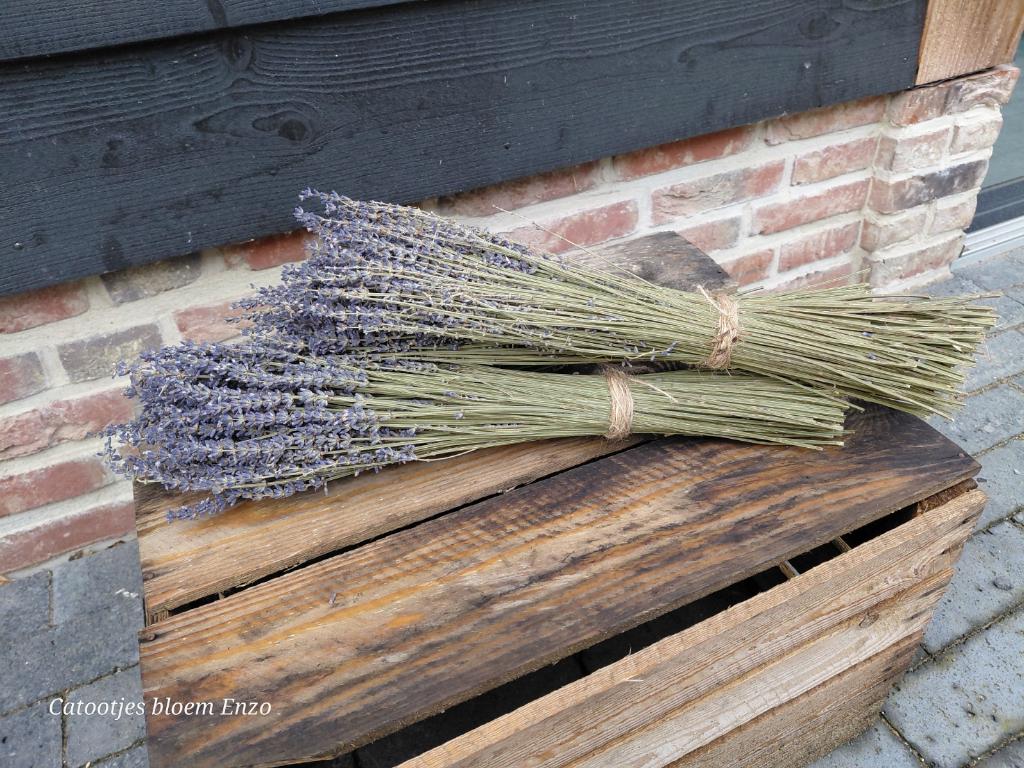 Gedroogde lavendel bos, -, -, Nieuw, Ophalen of Verzenden
