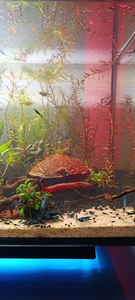 Neocaridina garnalen Blauw, Dieren en Toebehoren, Vissen | Aquaria en Toebehoren, Ophalen, Nieuw, Overige typen