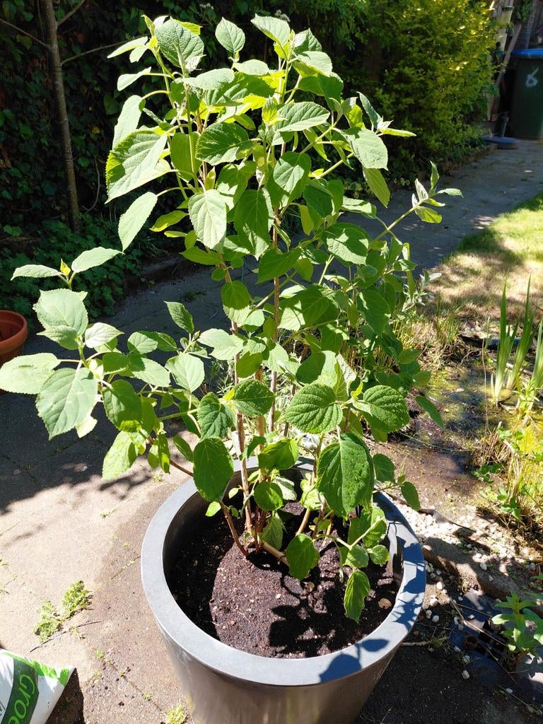 Strong Annabelle incl. Bloempot., Overige soorten, Minder dan 100 cm, Zomer, Ophalen