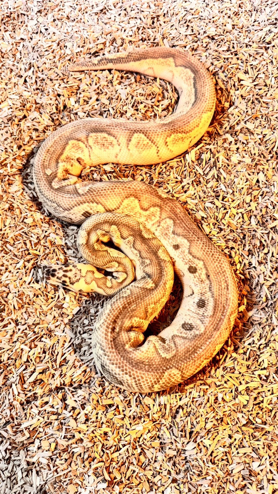 Ballpython 1.0 Pastel YellowBelly Clown Spotnose, Dieren en Toebehoren, Reptielen en Amfibieën, Slang, 0 tot 2 jaar