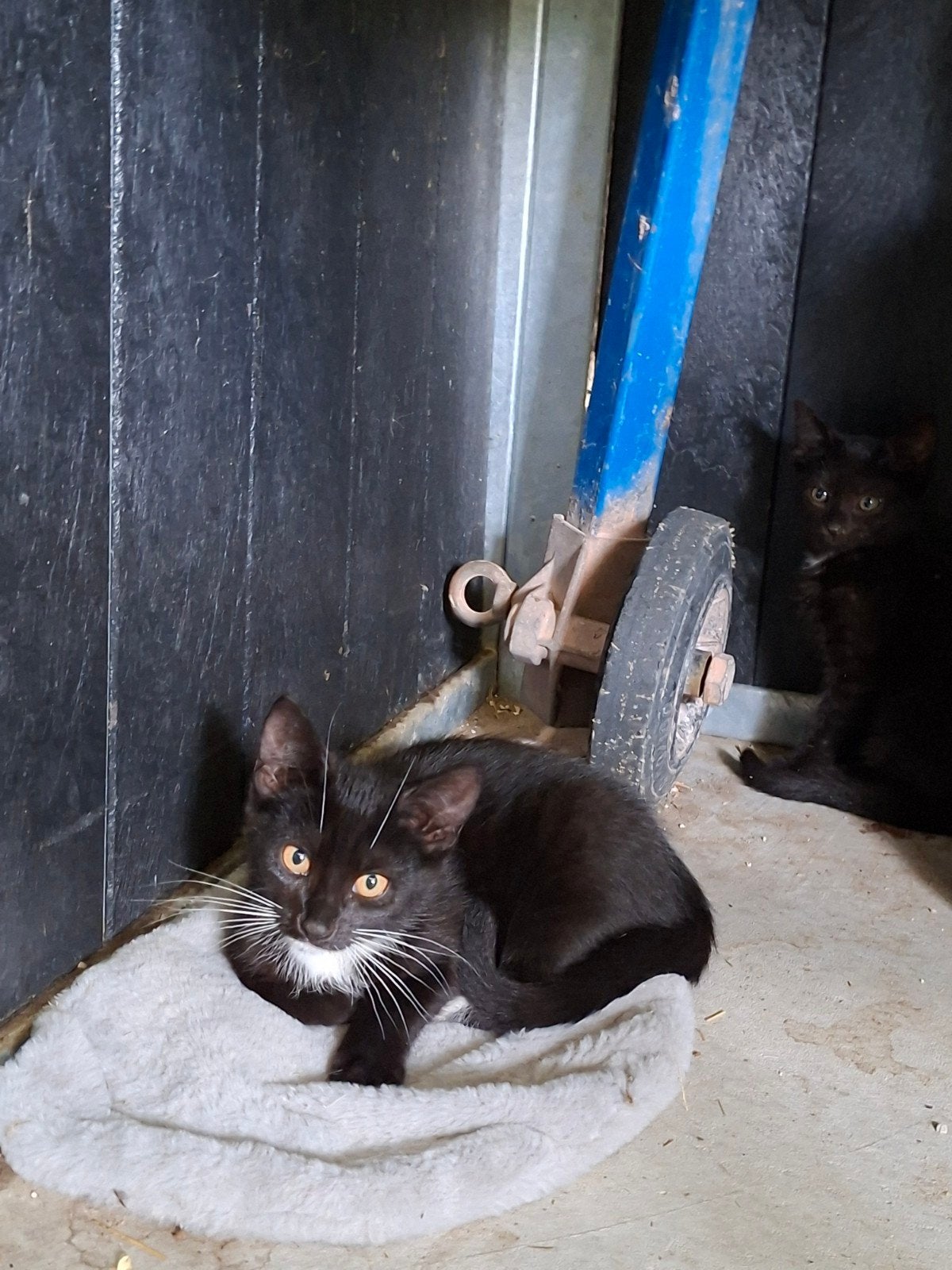 Boerderij kittens., Meerdere dieren, Ontwormd