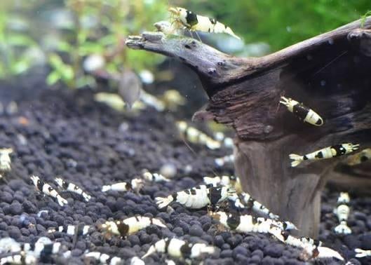 Crystal Black caridina garnalen, Kreeft, Krab of Garnaal