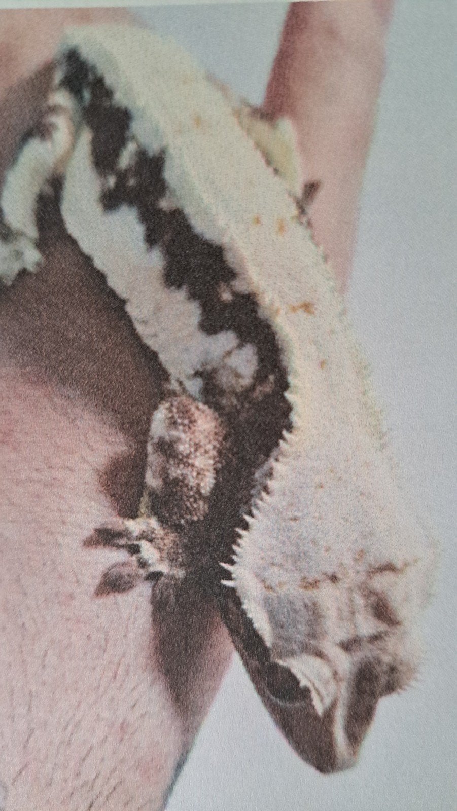 Wimpergekko Lilly white quad stripe. Goede lijn. Baby Crested Gecko photo 4