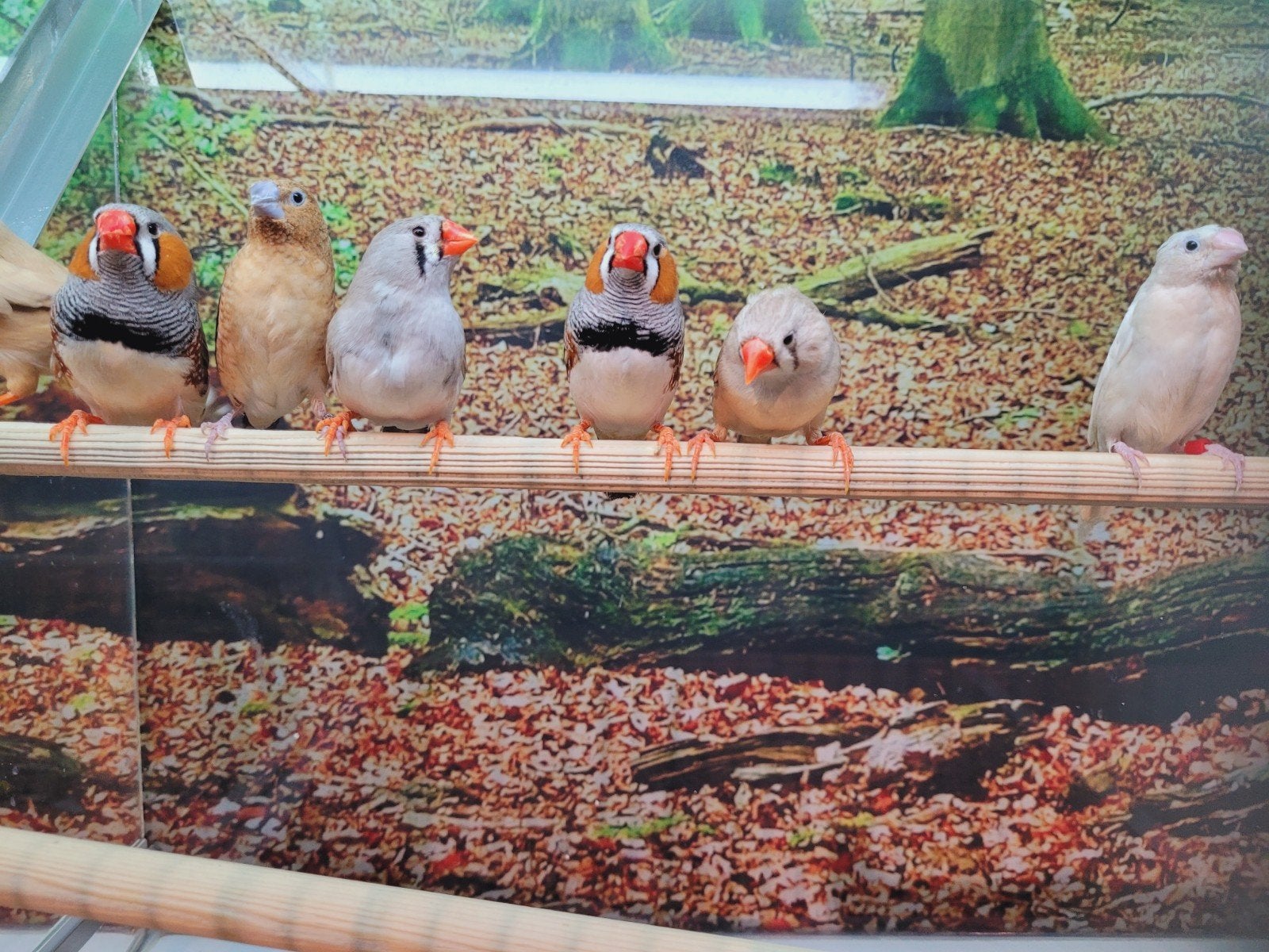 Zebravinken diverse koppels, Dieren en Toebehoren, Meerdere dieren