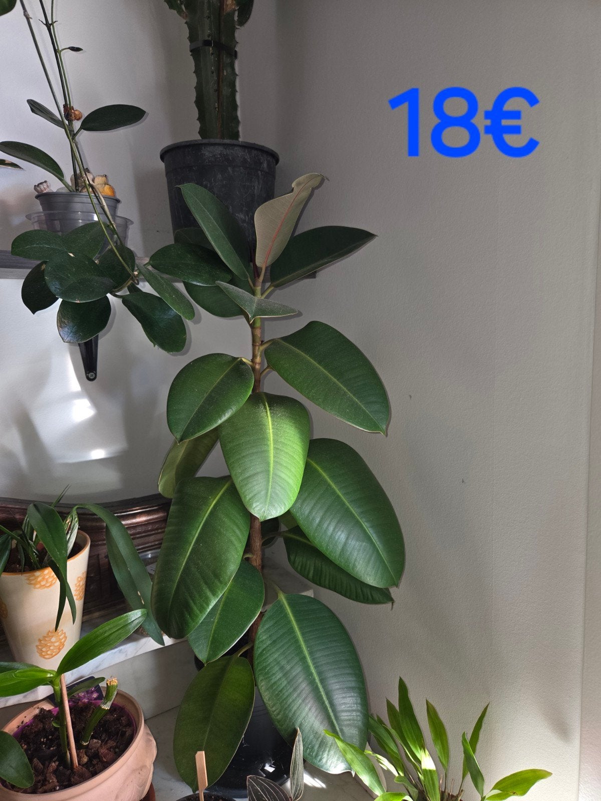 Foto 8 van ficus elastica