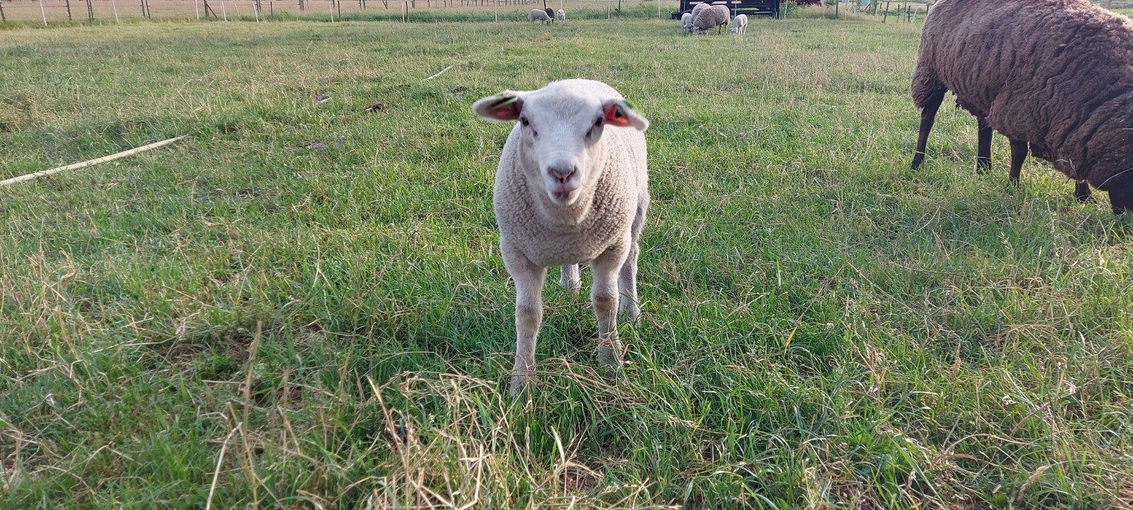 ram lam, Mannelijk, Schaap, 0 tot 2 jaar