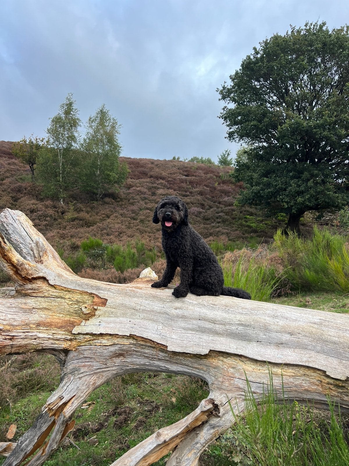 Australian labradoodle x double doodle medium, 8 tot 15 weken, Meerdere, Meerdere dieren, Middel