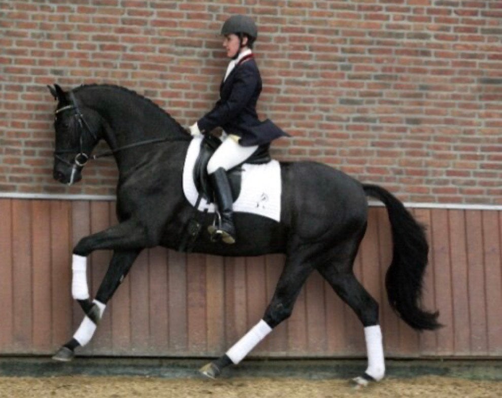 3 rietjes van de hengst sting, Hengst