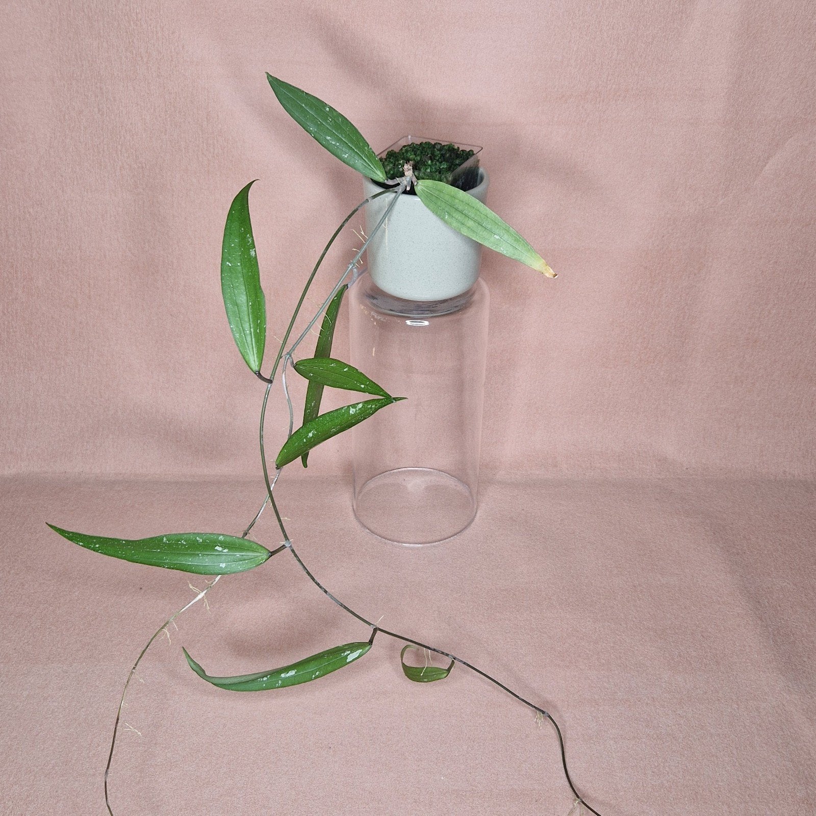 Hoya Rindu Rafflesia, Verzenden, Overige soorten, Halfschaduw, Minder dan 100 cm