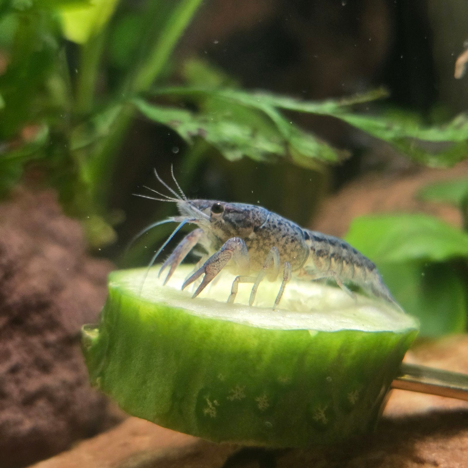 mooie jonge blauwe florida kreeften €3,99, Dieren en Toebehoren, Vis
